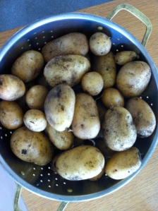 Kartoffelernte 2012